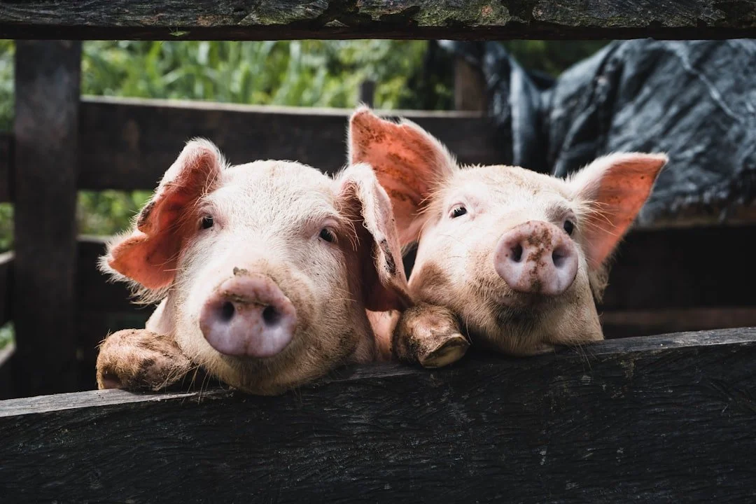 Ridgeview Advisors — replacing 'pig tossing' with planned, communicated handoffs between an MSP's sales, project, and support teams.