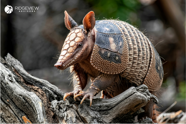 Ridgeview Advisors — Tapping the Armadillo: guiding MSP teams and processes to the finish line.